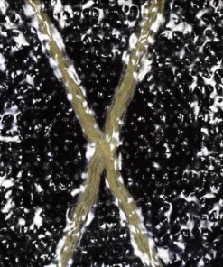 Ripstop By The Roll X-Pac® X50 Tactical